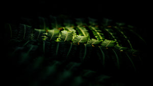Buy Fine Art Photography Giclee Prints of Dark and Moody Australian Botanical Nature Flowers For Wall Art and Wall Hangings by Magdalene Marx