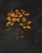 Load image into Gallery viewer, Bisque - A Bohemia Life
