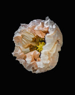 Load image into Gallery viewer, Concave - A Bohemia Life
