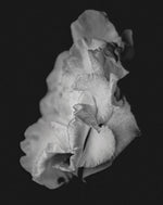 Load image into Gallery viewer, Cumulus - A Bohemia Life
