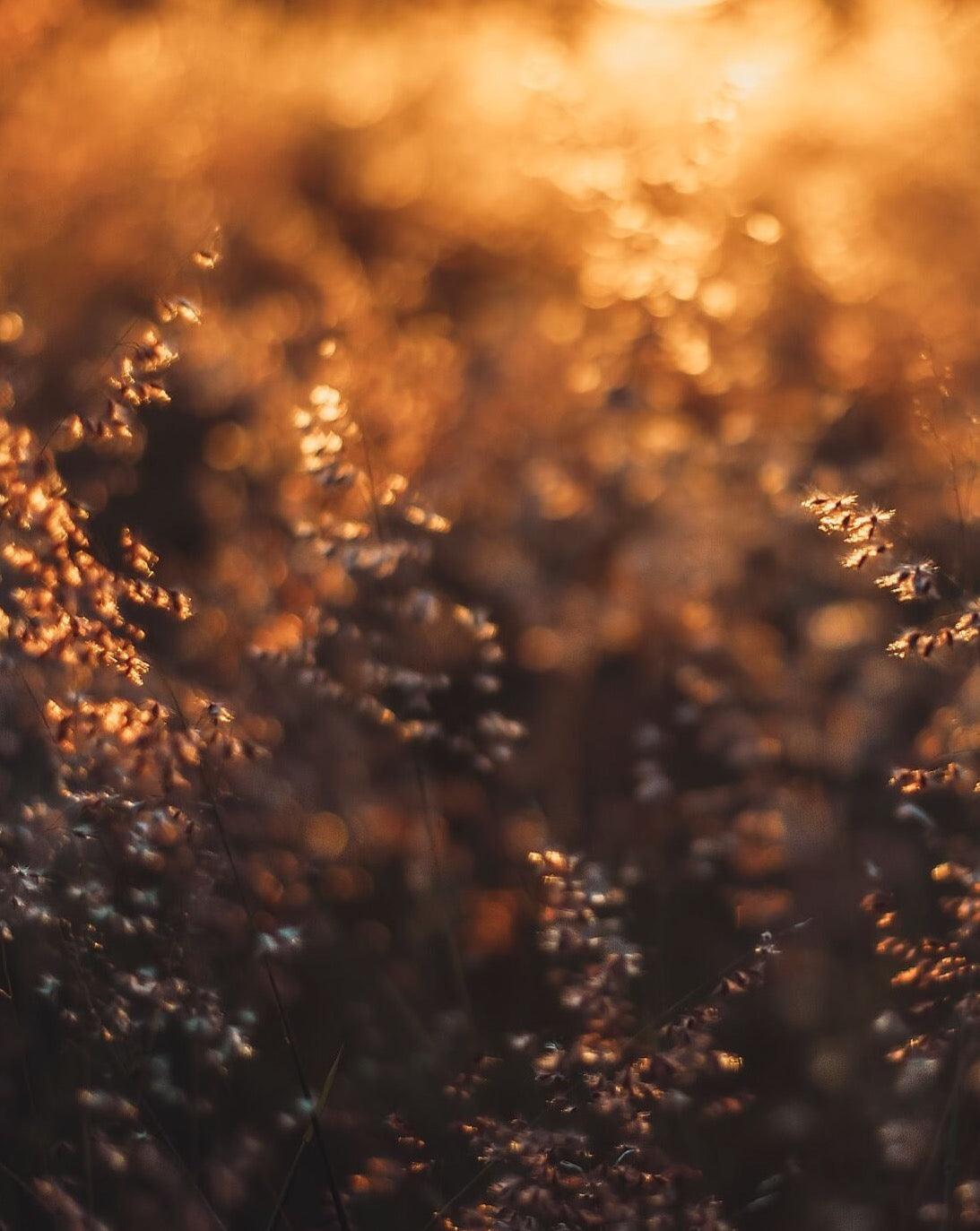 Golden Meadow - A Bohemia Life