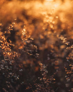Load image into Gallery viewer, Golden Meadow - A Bohemia Life
