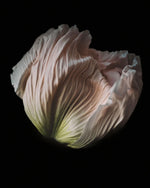 Load image into Gallery viewer, Grace - A Bohemia Life

