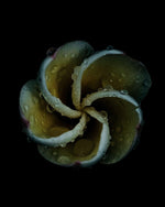 Load image into Gallery viewer, The Temple Flower - A Bohemia Life
