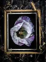 Load image into Gallery viewer, Violet In Motion” (8″ X 10″ Fine Art Giclée Print) - A Bohemia Life
