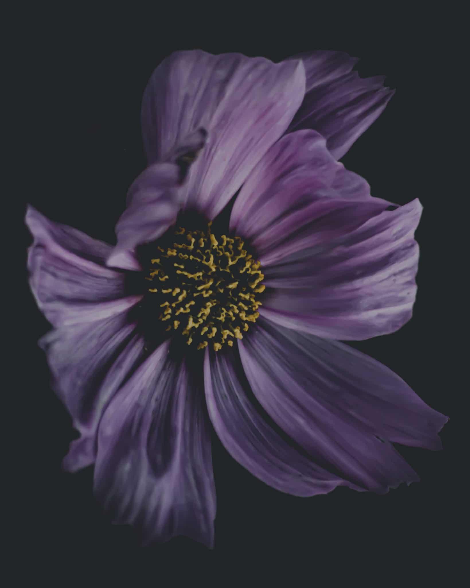 "Violet In Motion" (8" X 10" Fine Art Giclée Print) - A Bohemia Life