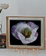 Load image into Gallery viewer, Violet In Motion” (8″ X 10″ Fine Art Giclée Print) - A Bohemia Life
