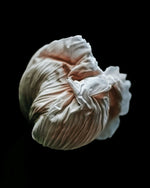 Load image into Gallery viewer, Volute - A Bohemia Life
