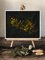 Load image into Gallery viewer, &quot;Yellow Star&quot; (8&quot; x 10&quot; Fine Art Giclée Print) - A Bohemia Life
